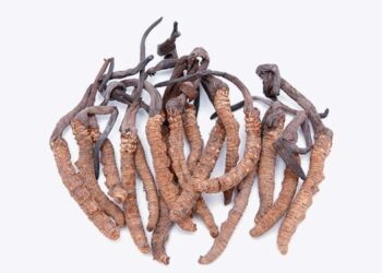 Cordyceps sinensis, „housenčí“ houba z Nepálu
