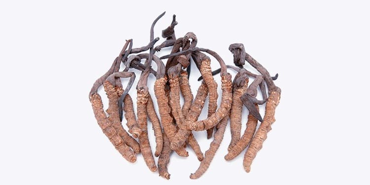 Cordyceps sinensis, „housenčí“ houba z Nepálu