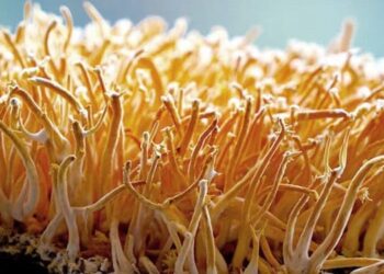 Cordyceps militaris – medicinální houba ze severu