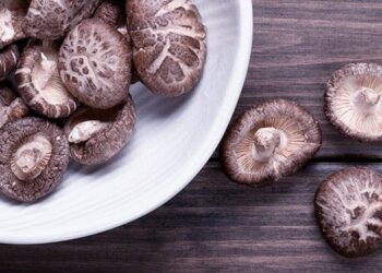 Shiitake