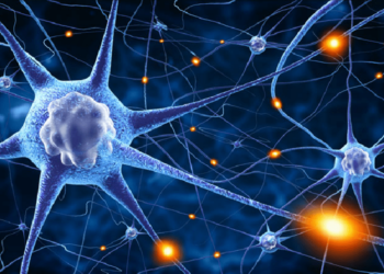 Neuroplasticita mozku