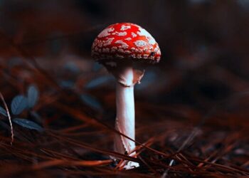Jak psychedelika ovlivňují lidský mozek