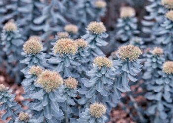 Rozchodnice růžová (Rhodiola rosea) pro lepší myšlení a nižší zánět