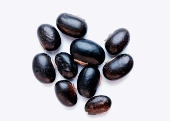 Mucuna pruriens jako sexuální budič