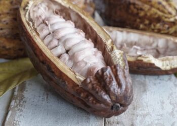 Kakao průvodce: věda & starodávná moudrost
